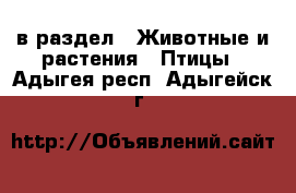  в раздел : Животные и растения » Птицы . Адыгея респ.,Адыгейск г.